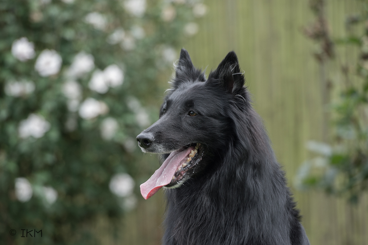 Doerak van't Murselt
